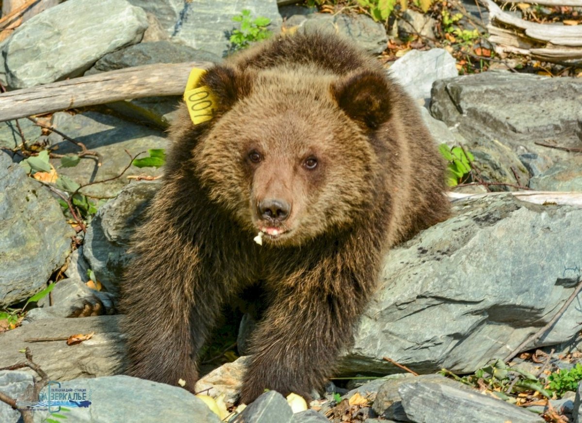 Медведь в дикой природе