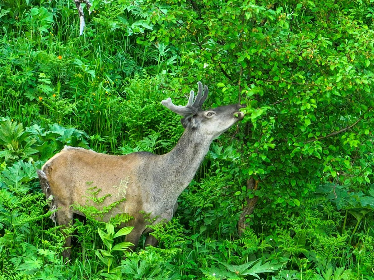 Благородный олень, Марал (Бугу, Марал)