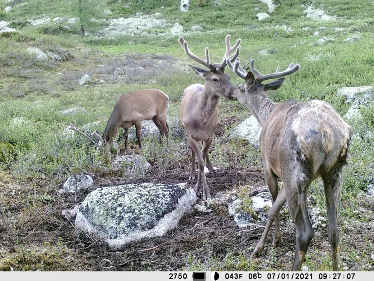 Северный олень Алтай