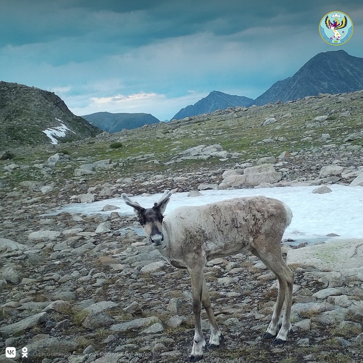 Северный олень в Васюганском заповеднике