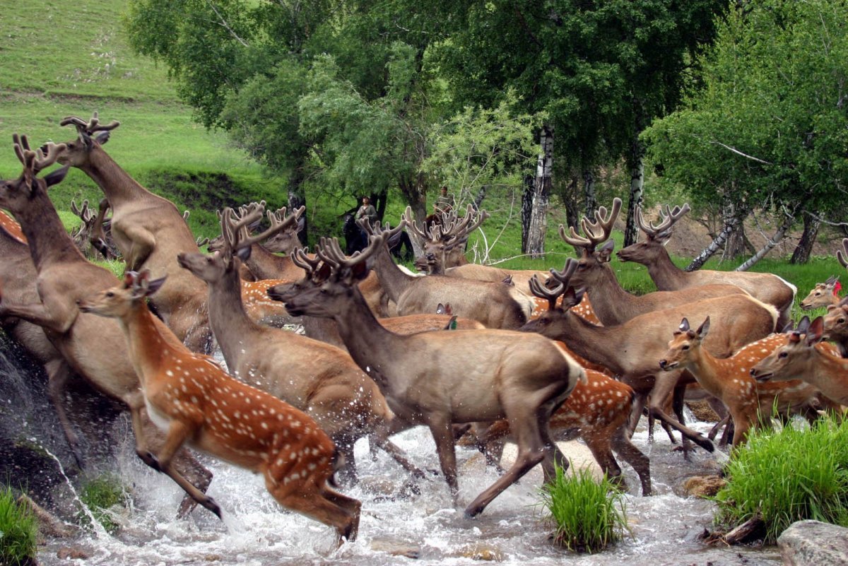 Маралы горный Алтай животные