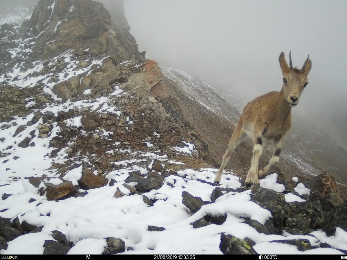 Кабарга в горах