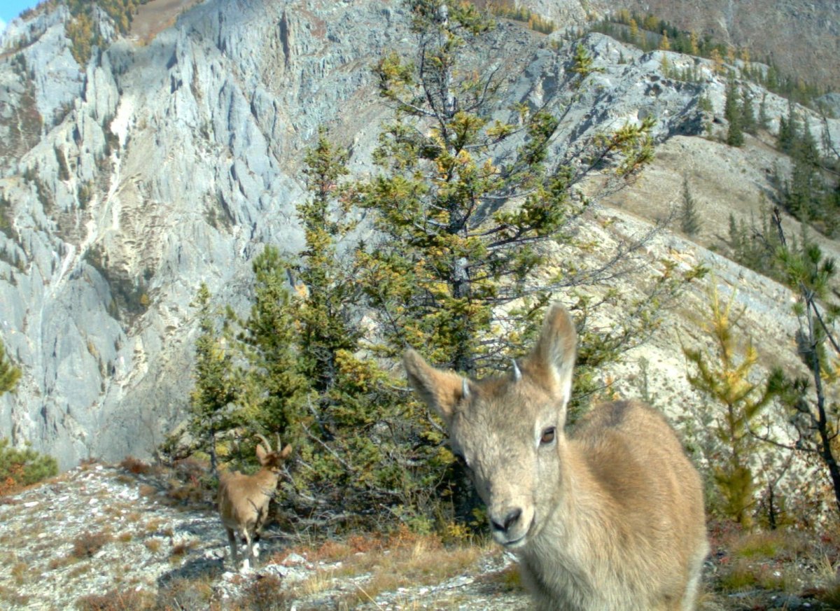 Алтайский биосферный заповедник животные