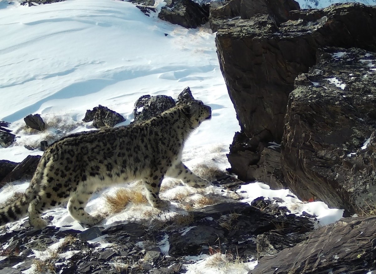 Катунский заповедник снежный Барс