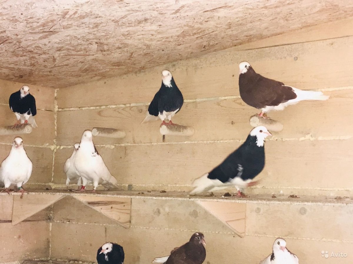Голуби Пермские гривуны