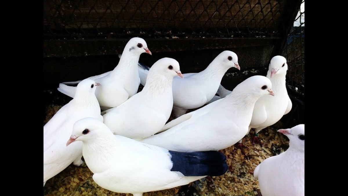 Бакинские гривуны