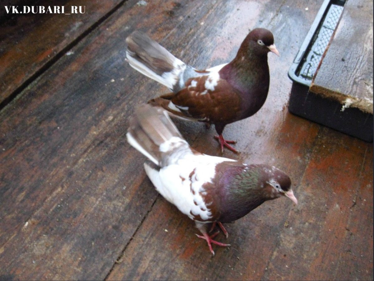 Царицынские голуби высоколетные