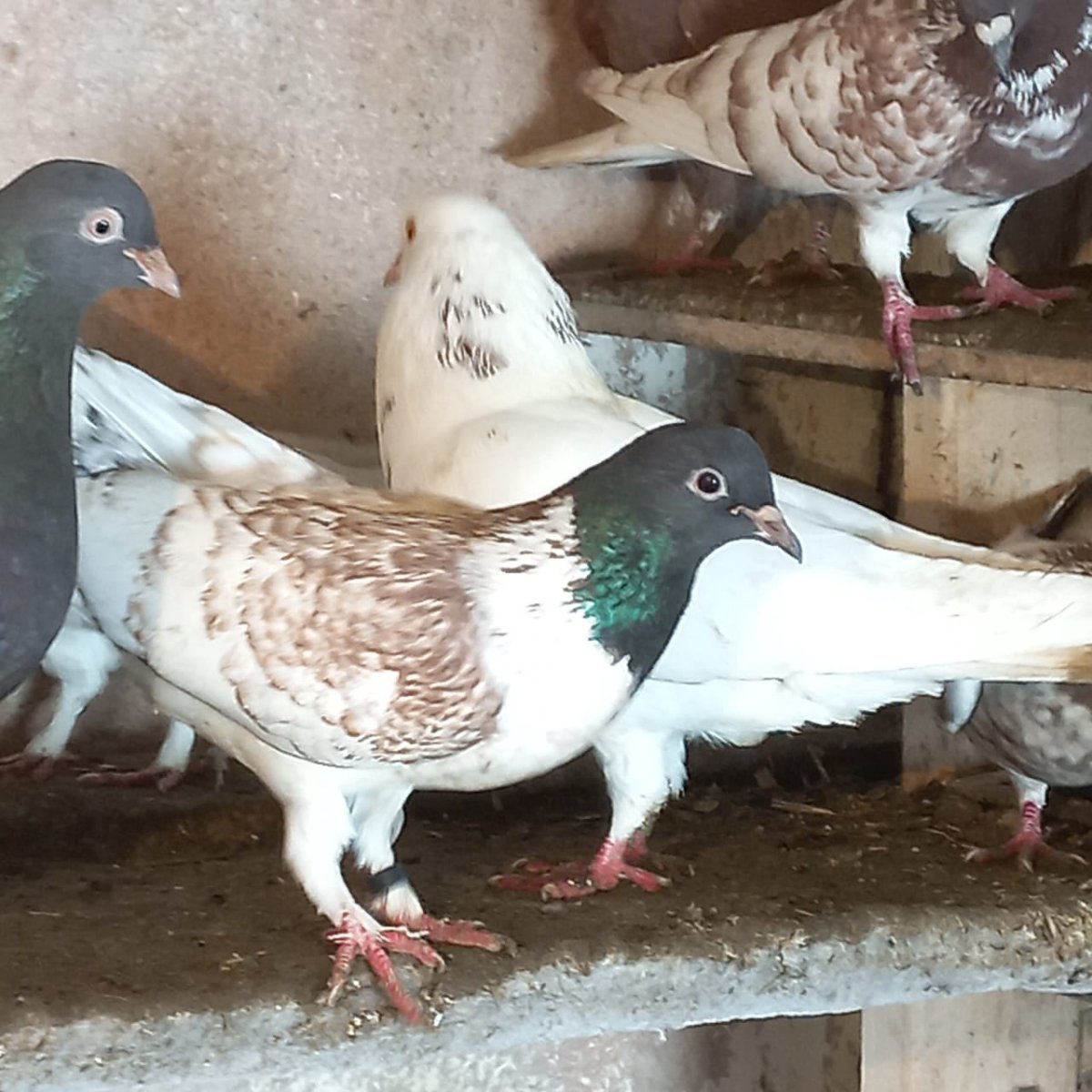 Голуби Пермские гривуны