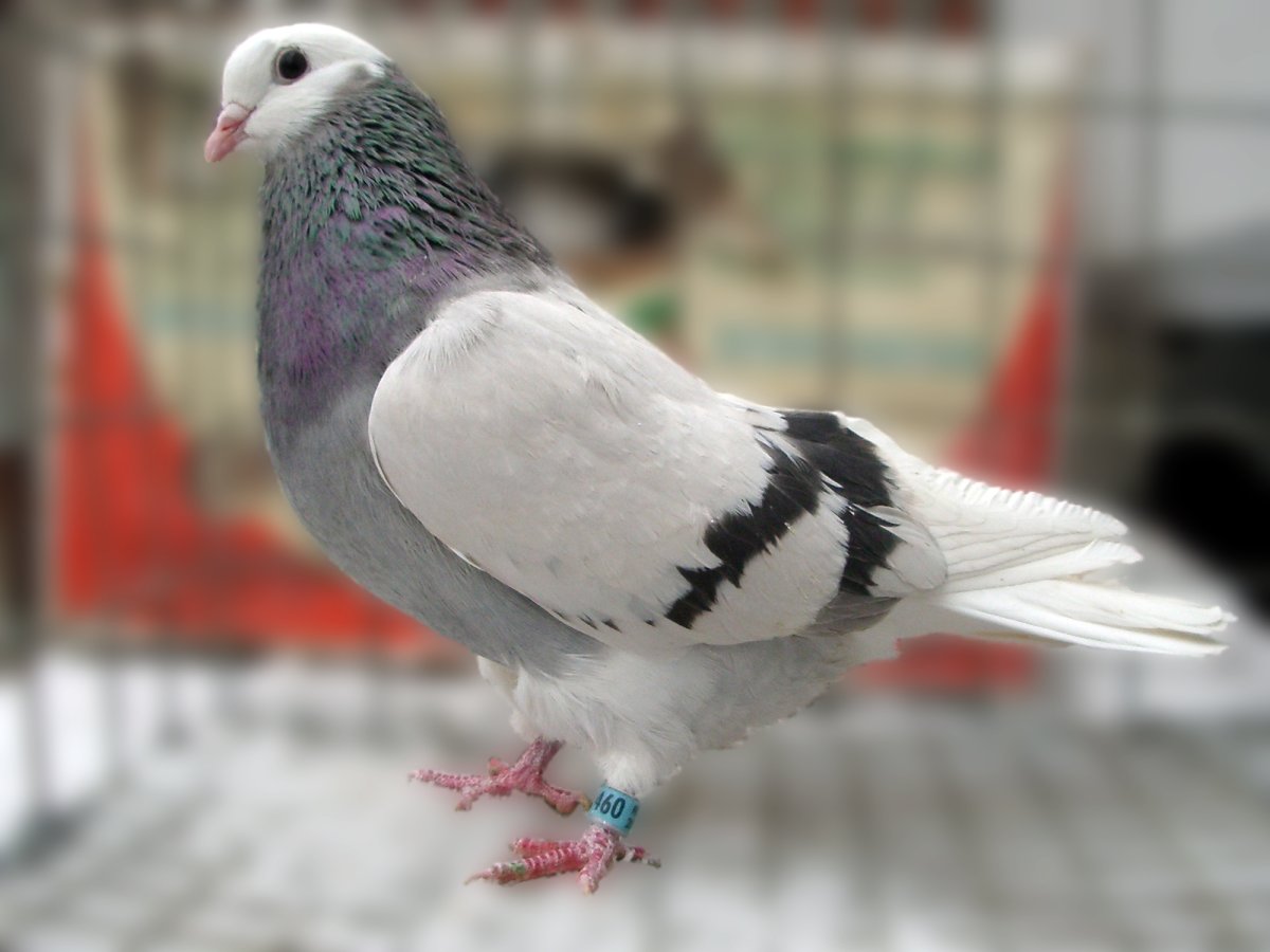 Пермские высоколётные голуби