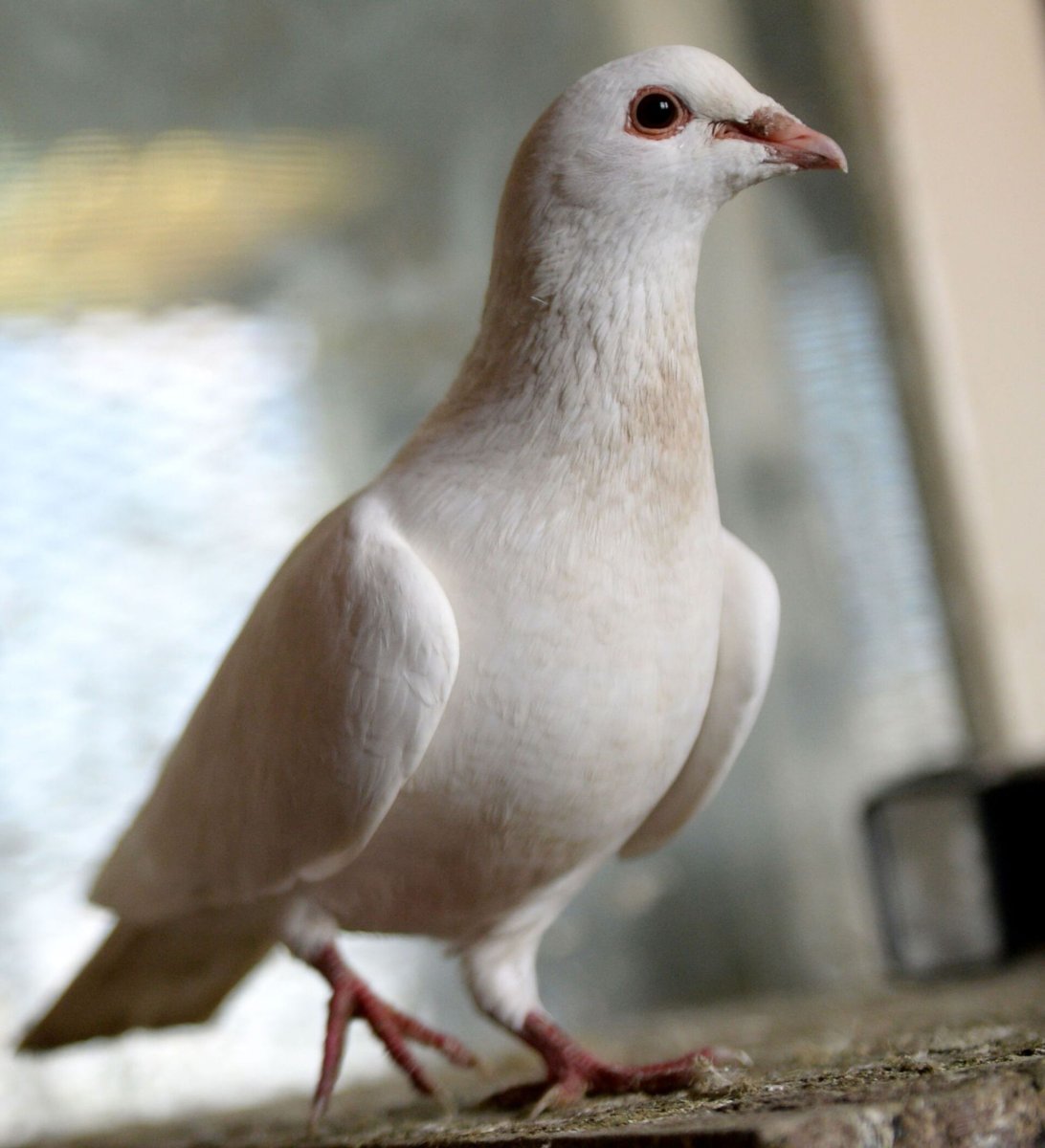 Красный голубь