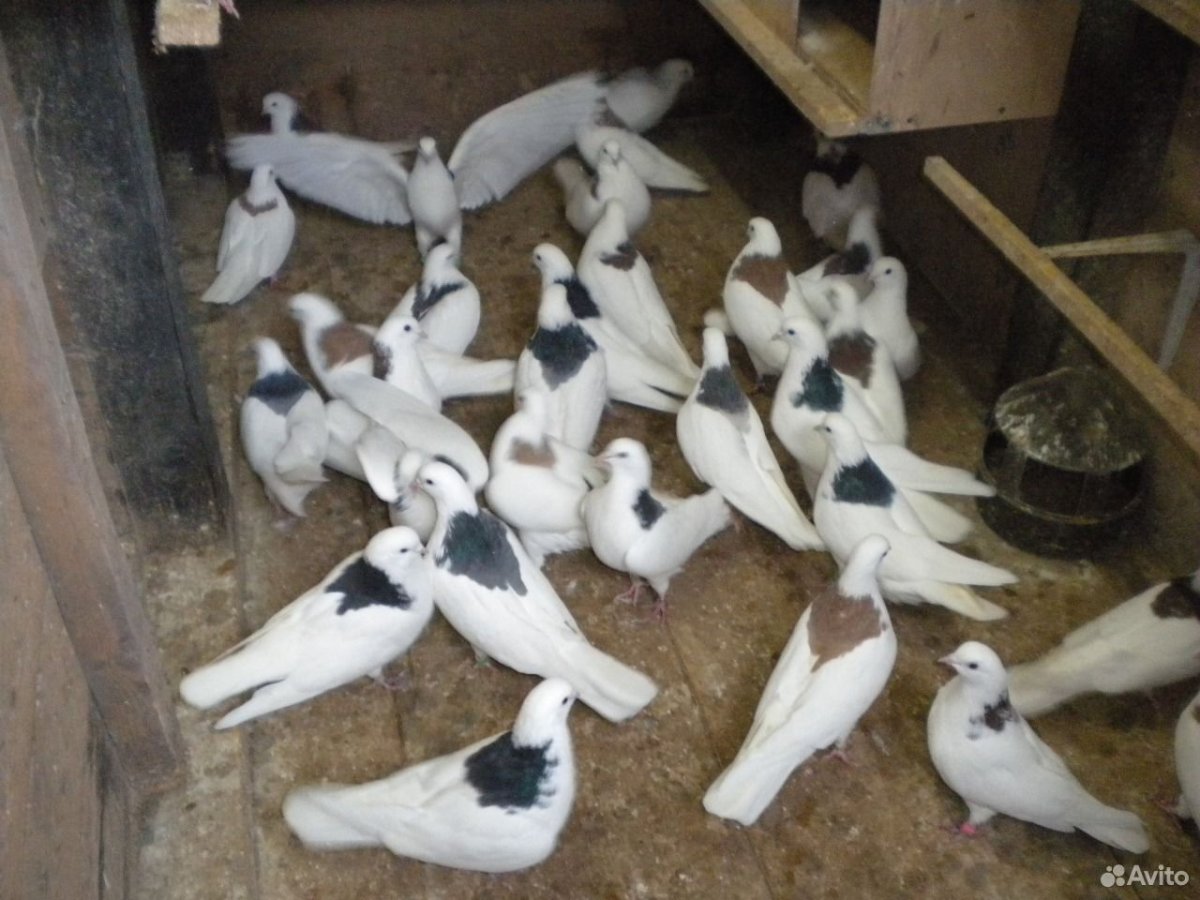 Бойные голуби гривуны