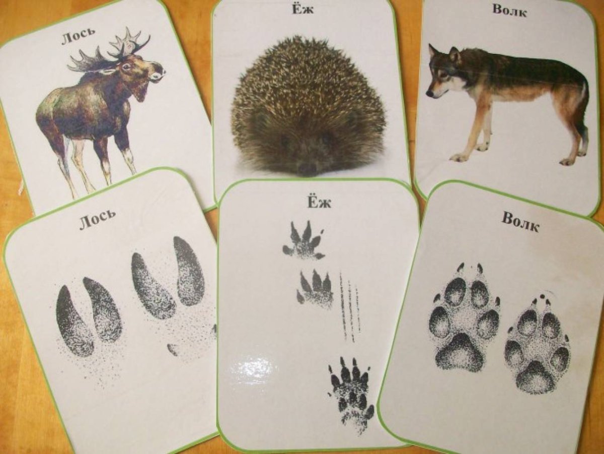 Следы диких животных на снегу для детей