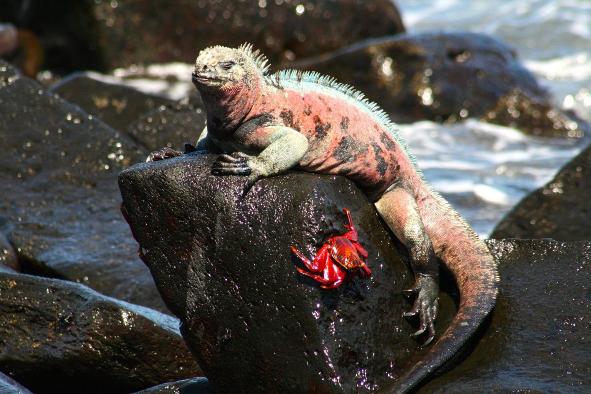 Галапагосы игуана