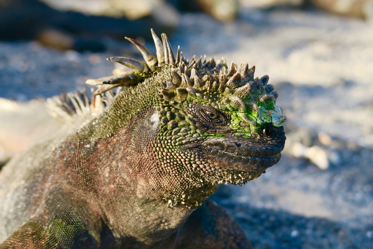 Galapagos Marine Iguana