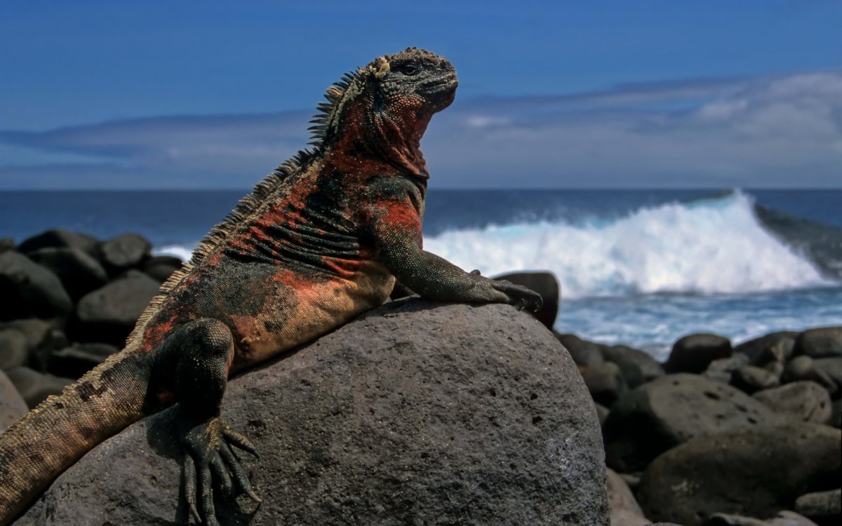 Галапагосский Варан