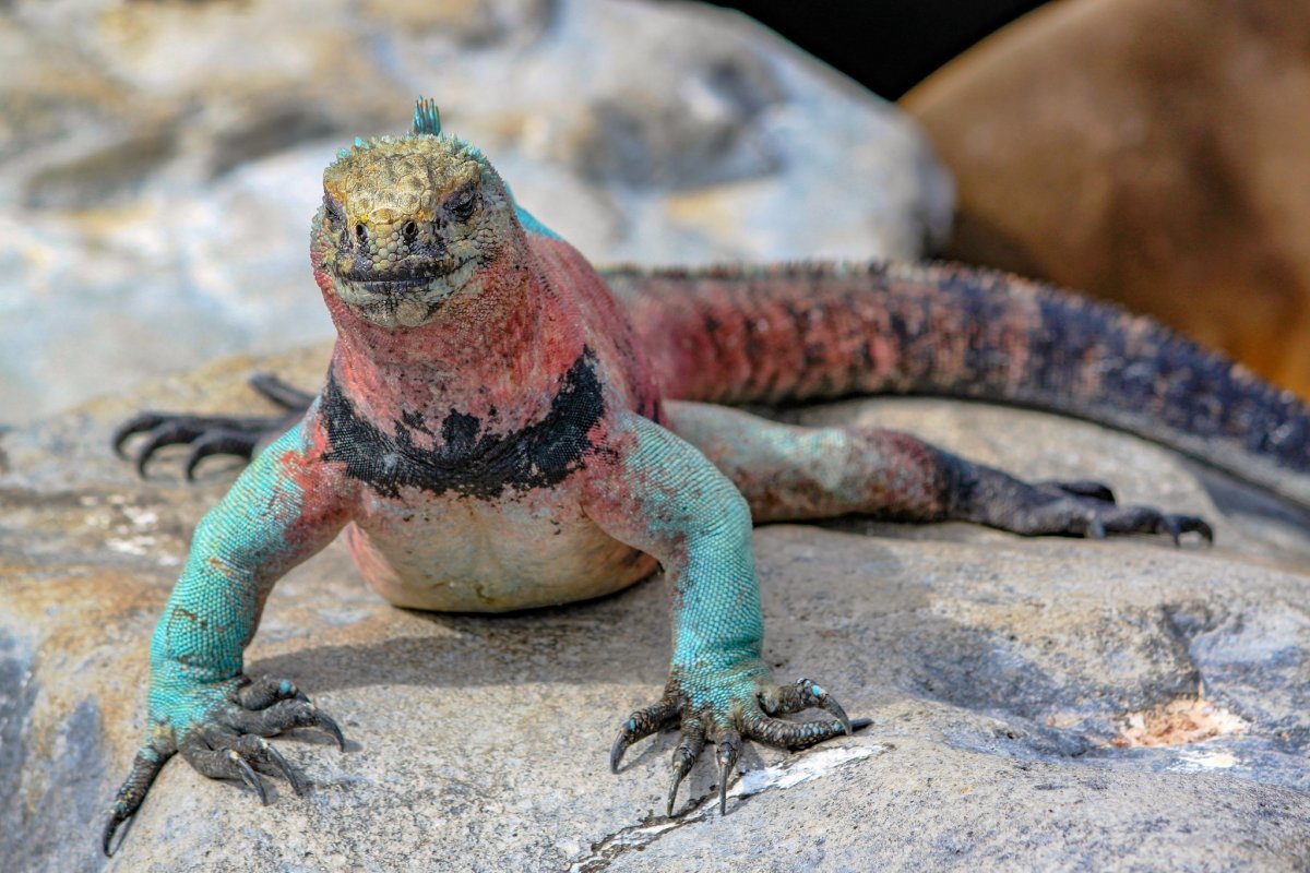 Морская игуана Галапагосские острова