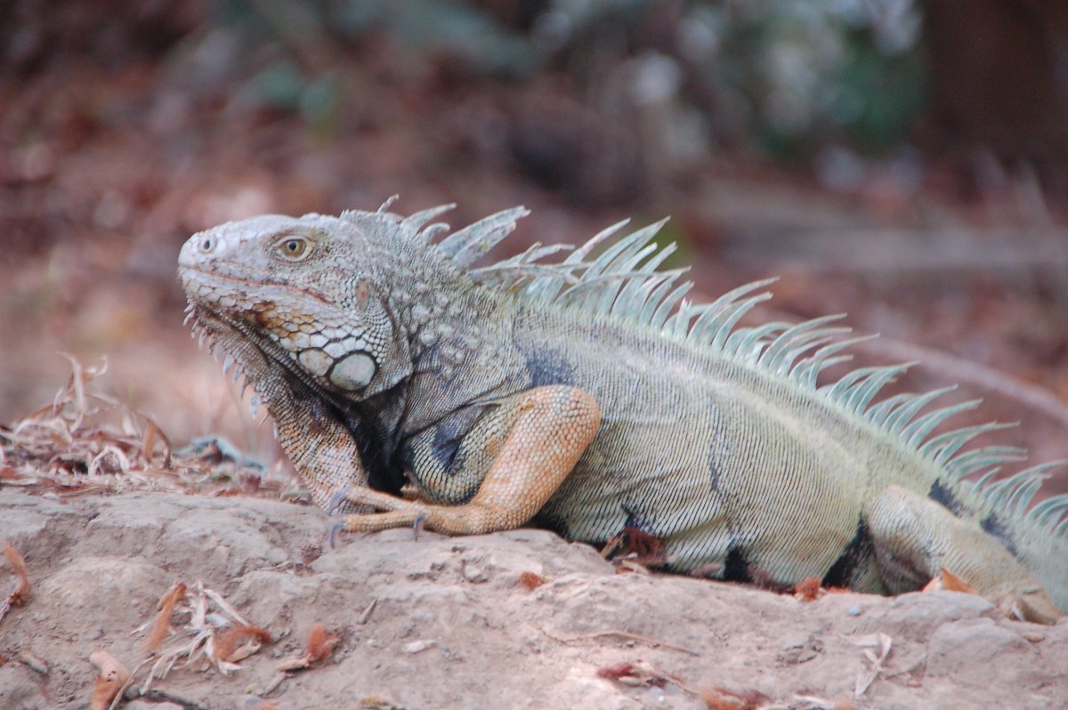 Обыкновенная игуана Игуановые