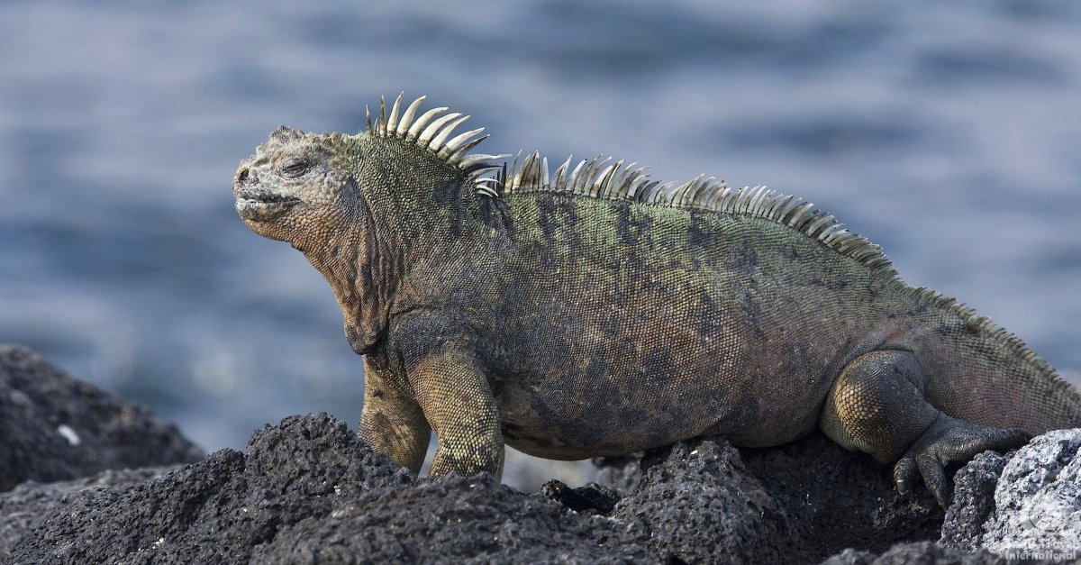 Морская игуана (Amblyrhynchus cristatus)