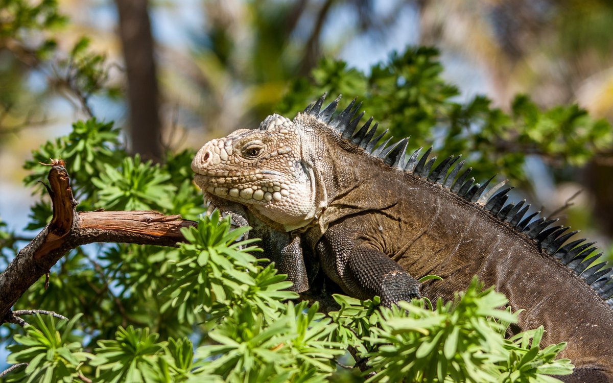 Игуана Галапагосская наземная