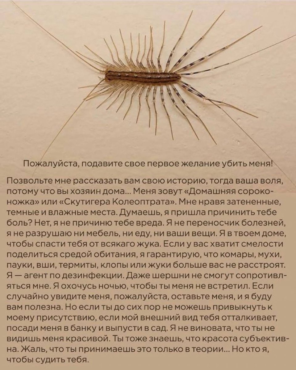 Чешуйница мокрица многоножка