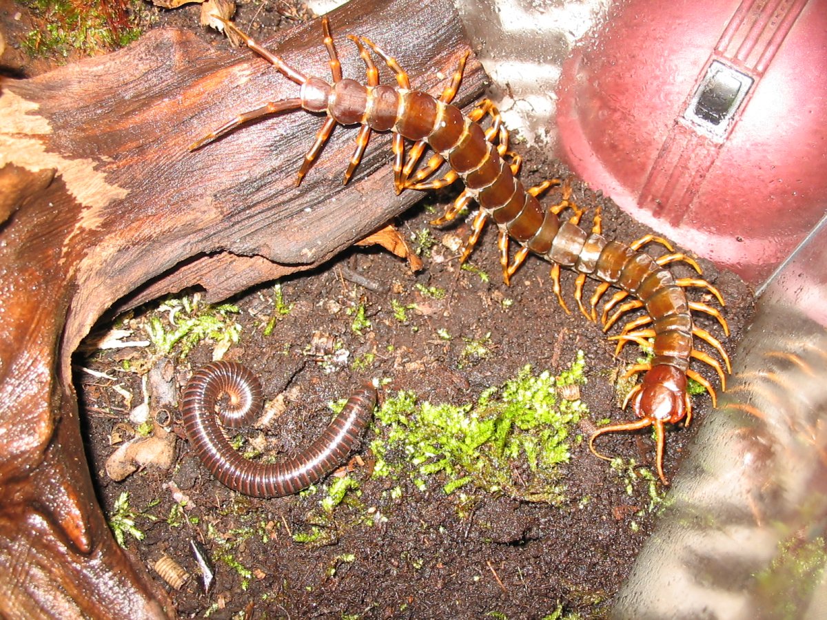Сороконожка сколопендра гигантская
