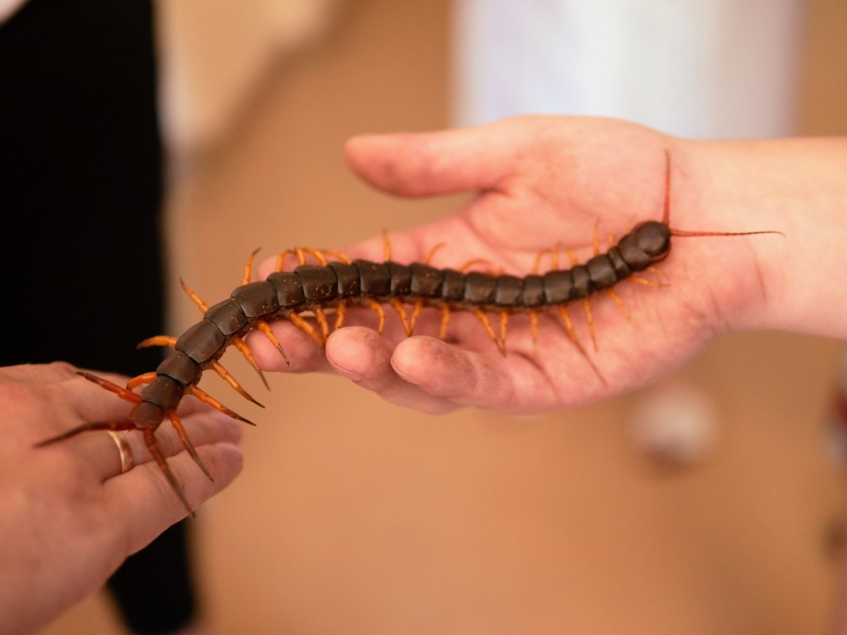 Сколопендра Анапская