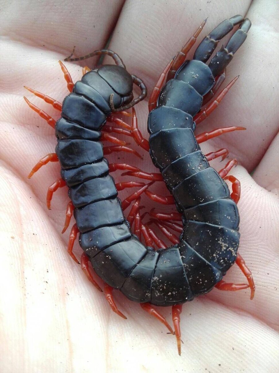 Сколопендра цингулята