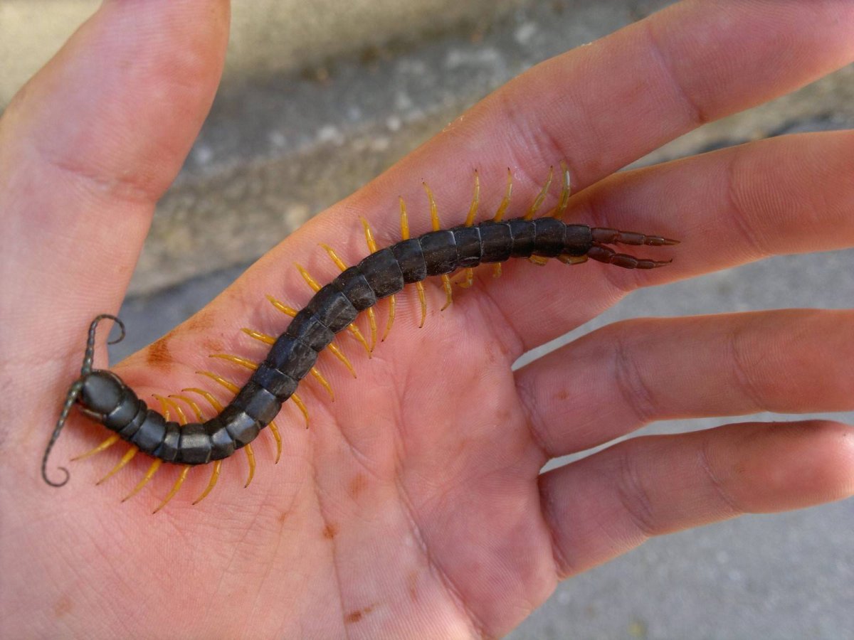 Кольчатая сколопендра - Scolopendra cingulata
