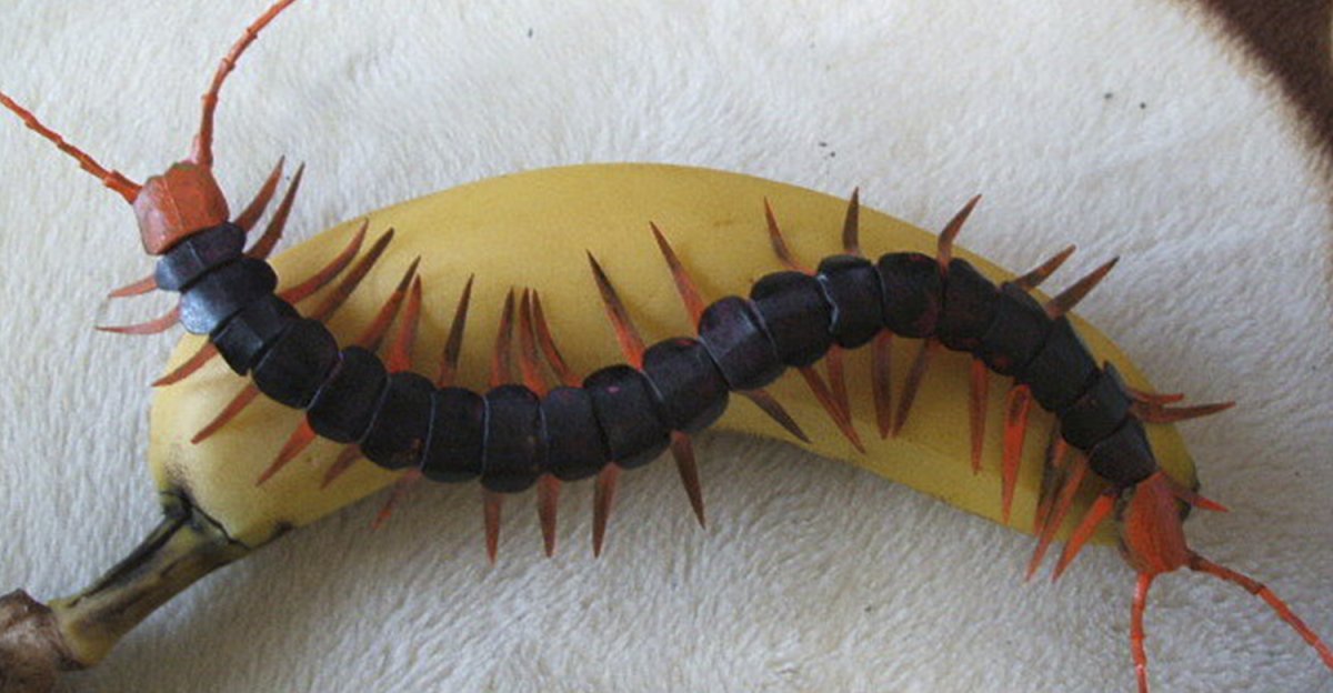 Многоножка сколопендра