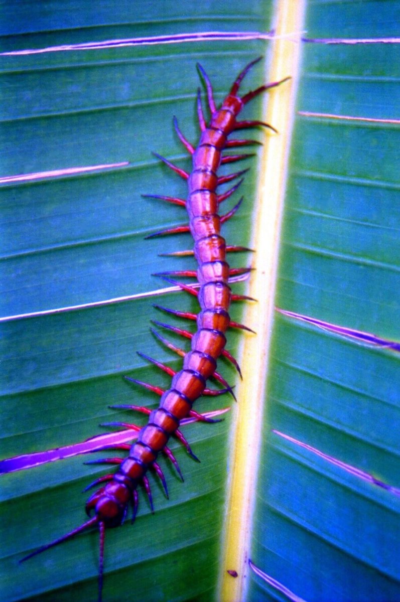 Сороконожка сколопендра