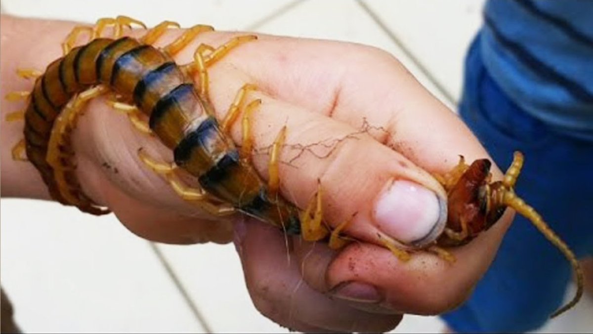 Матка сколопендры