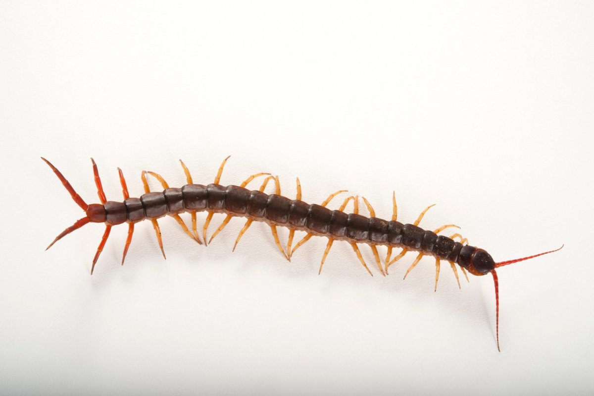Калифорнийская сколопендра