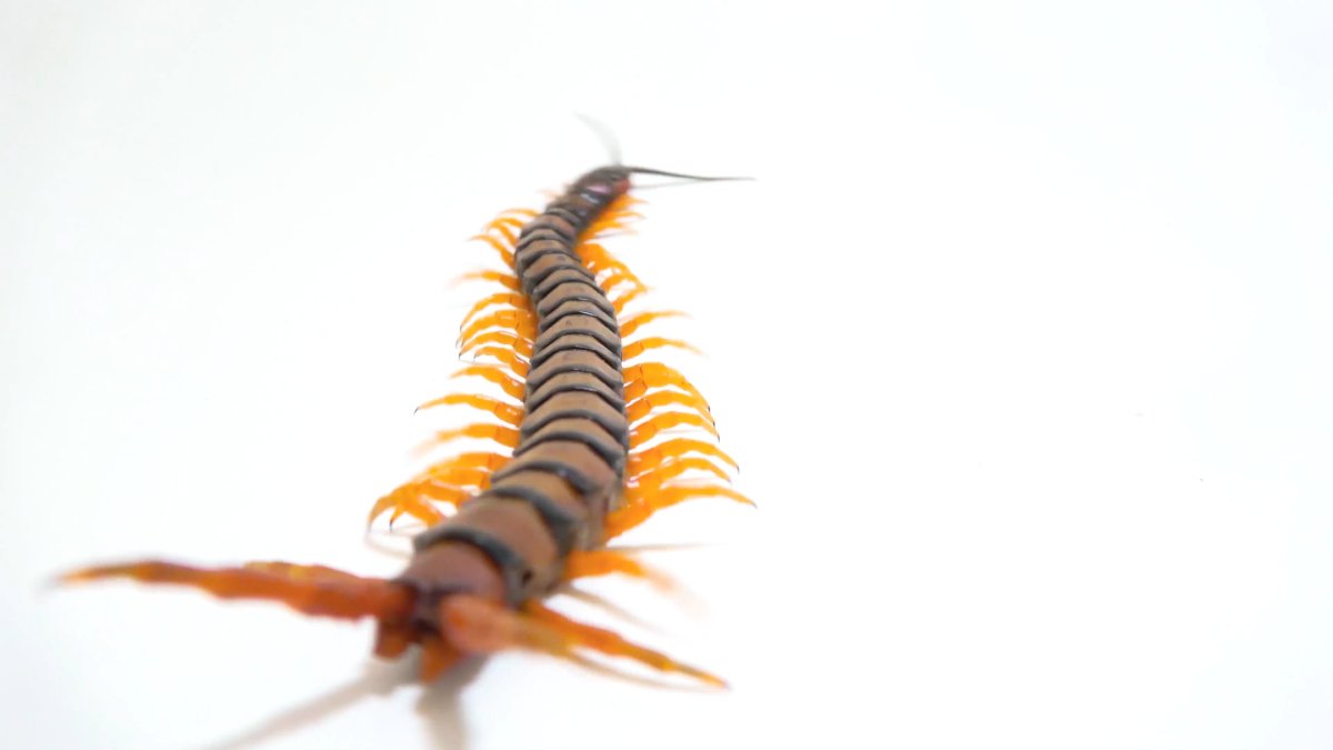 Маленькая сколопендра