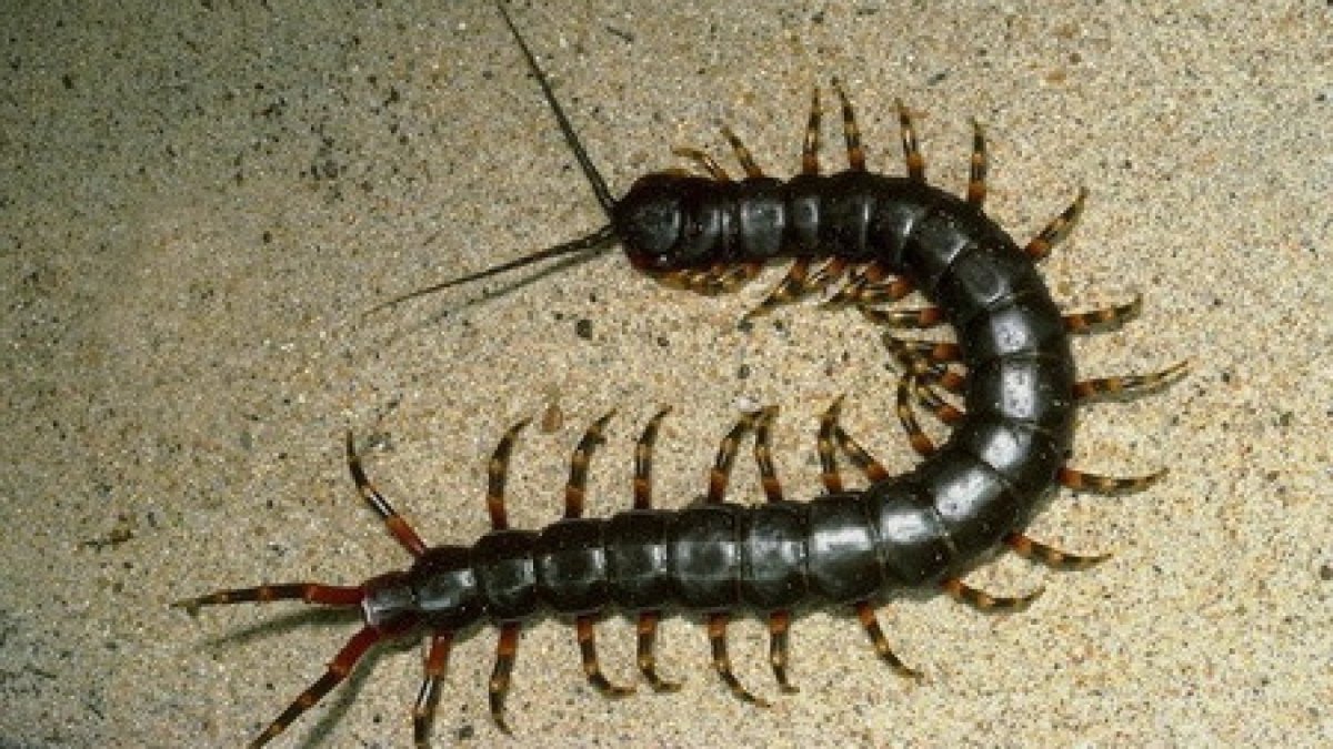 Мокрица насекомое сороконожка