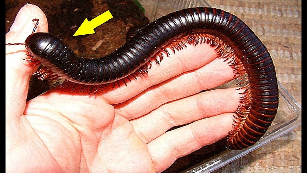 Гигантский Африканский кивсяк