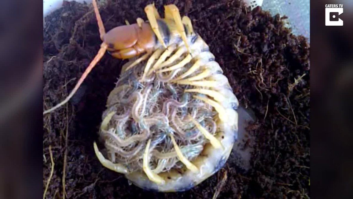 Матка сколопендры