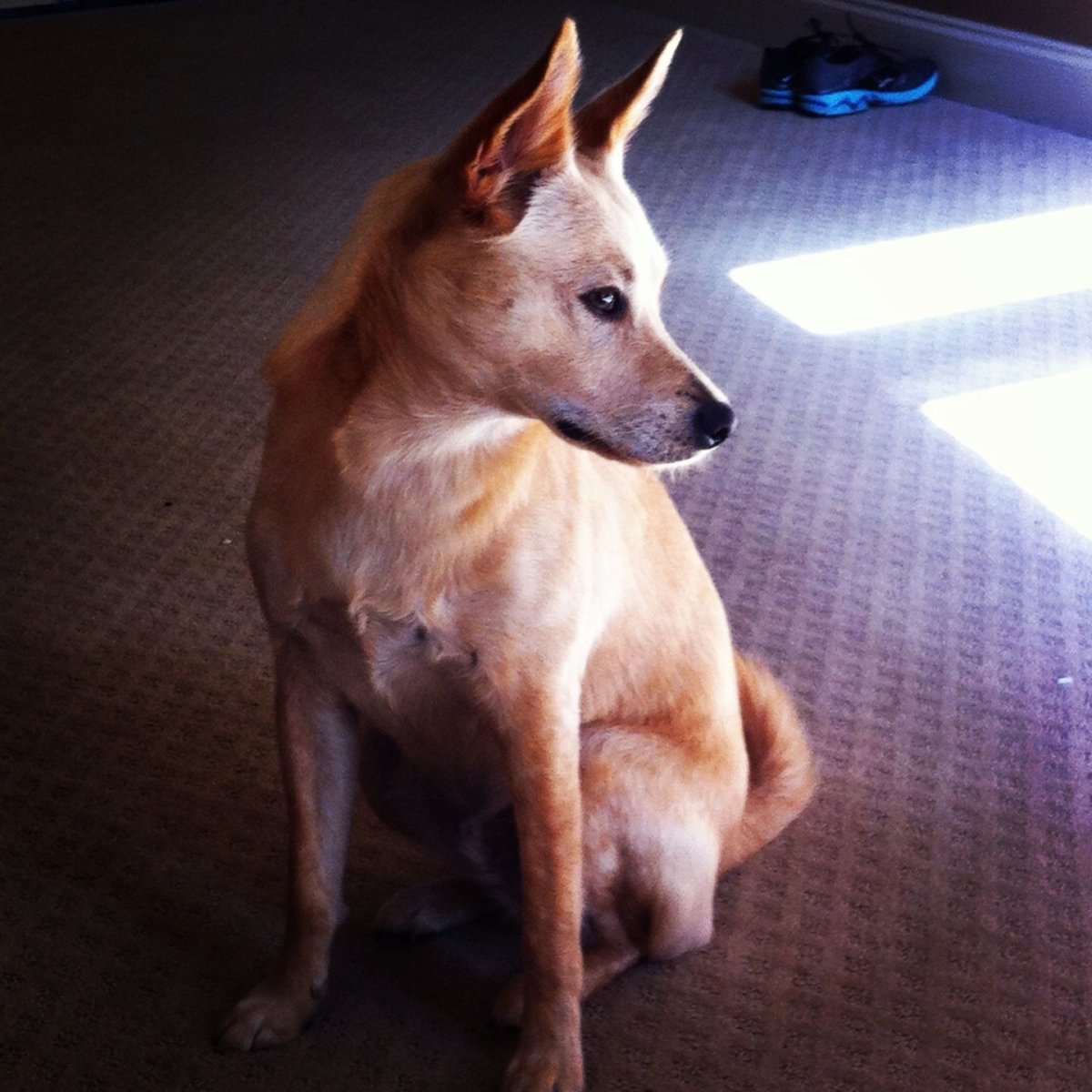 Собака Динго Каролинская