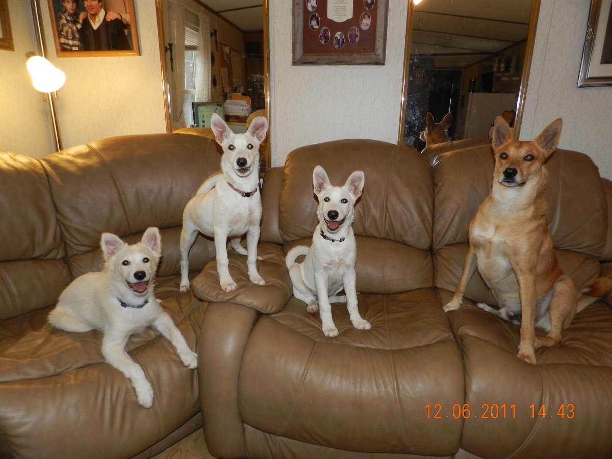 Собака Динго Каролинская