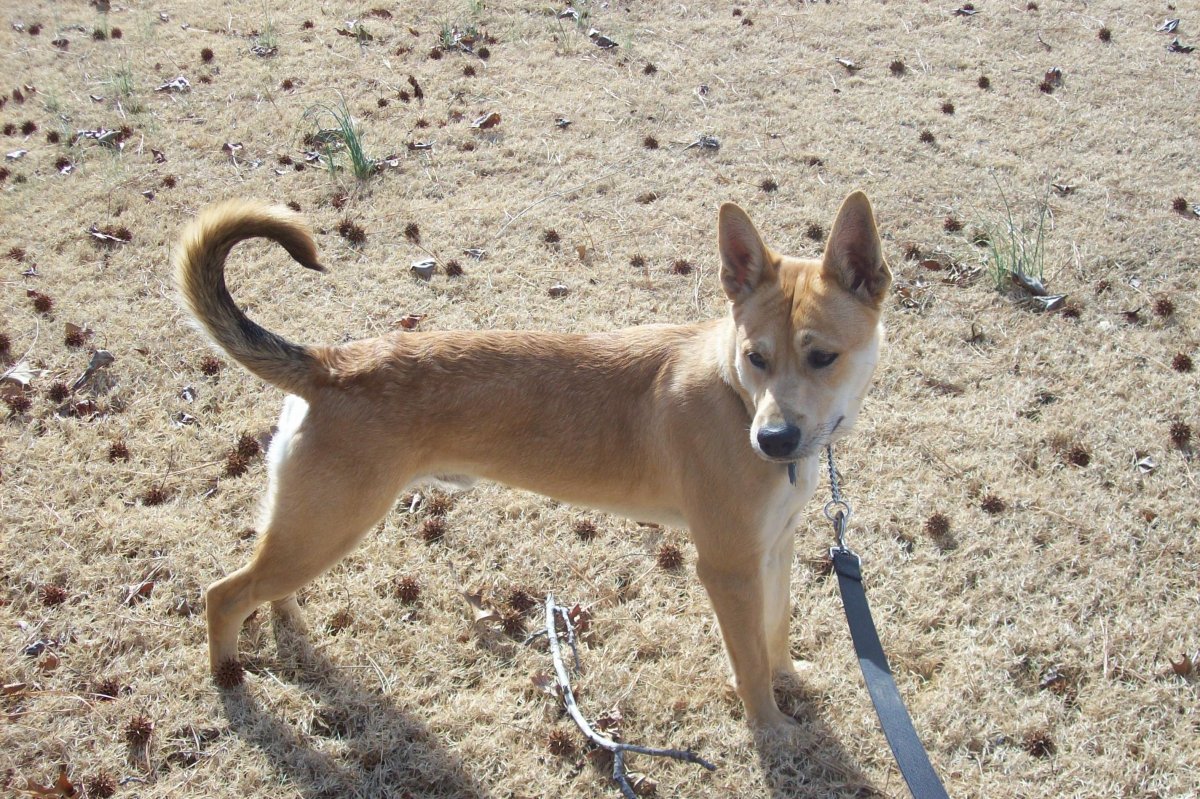 Каролинская собака Carolina Dog