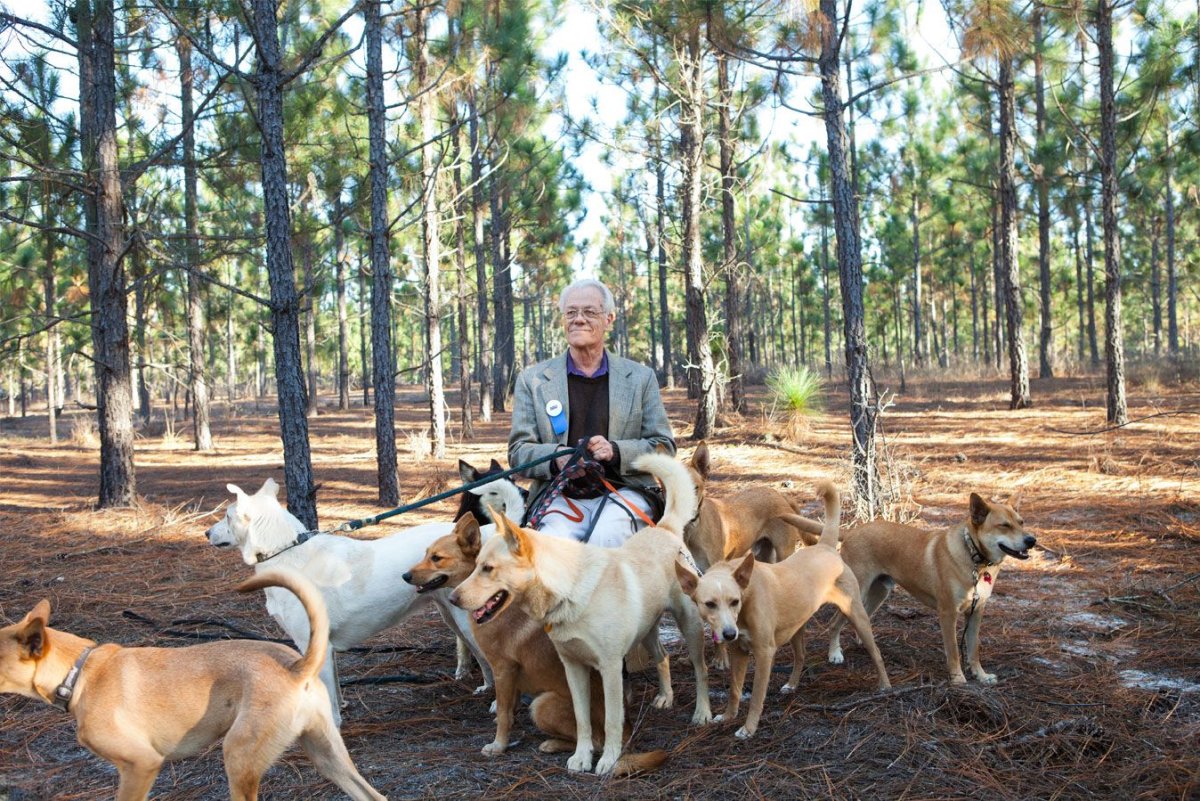 Американская Дикси Динго