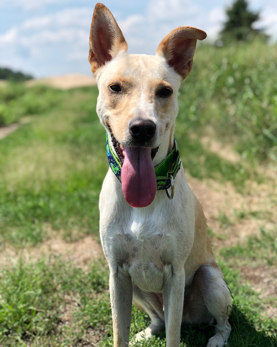 Калифорнийский Динго