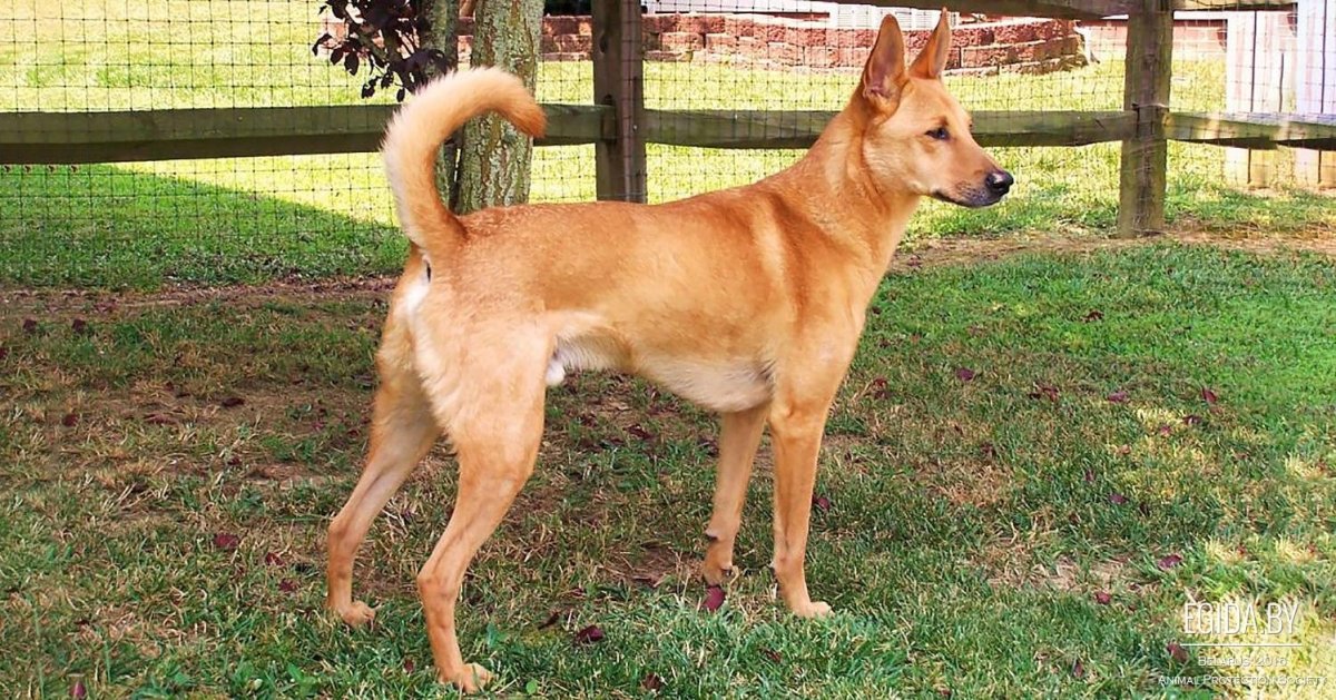 Каролинская овчарка