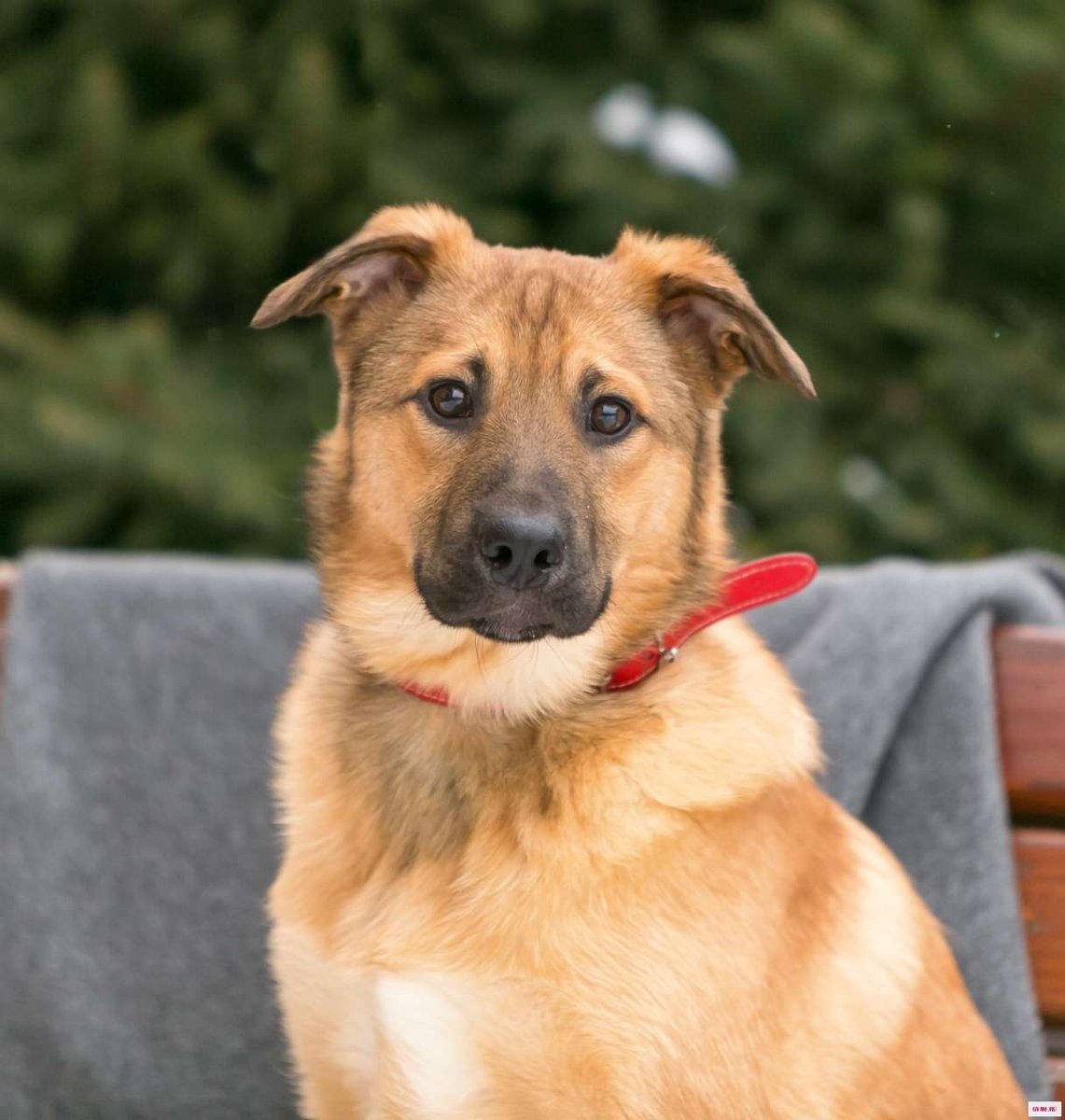 Каролинская собака щенки