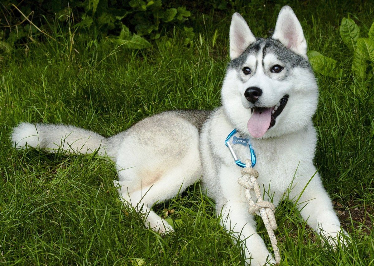 Порода собак Аляскинский кли Кай