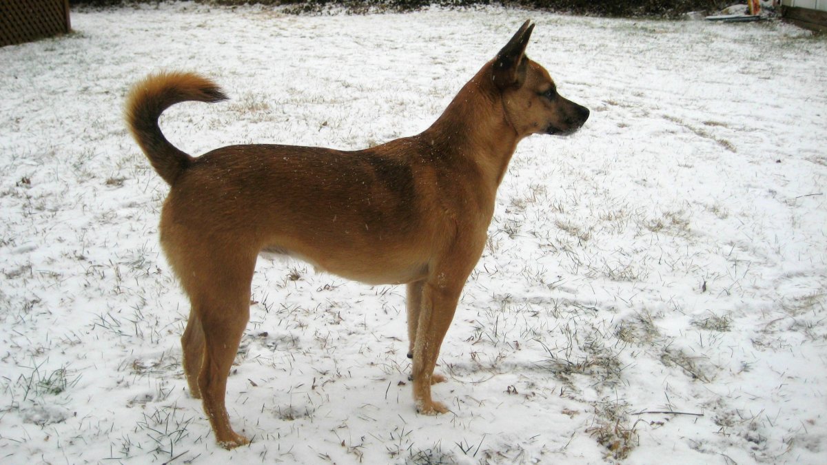 Каролинская Дикая собака