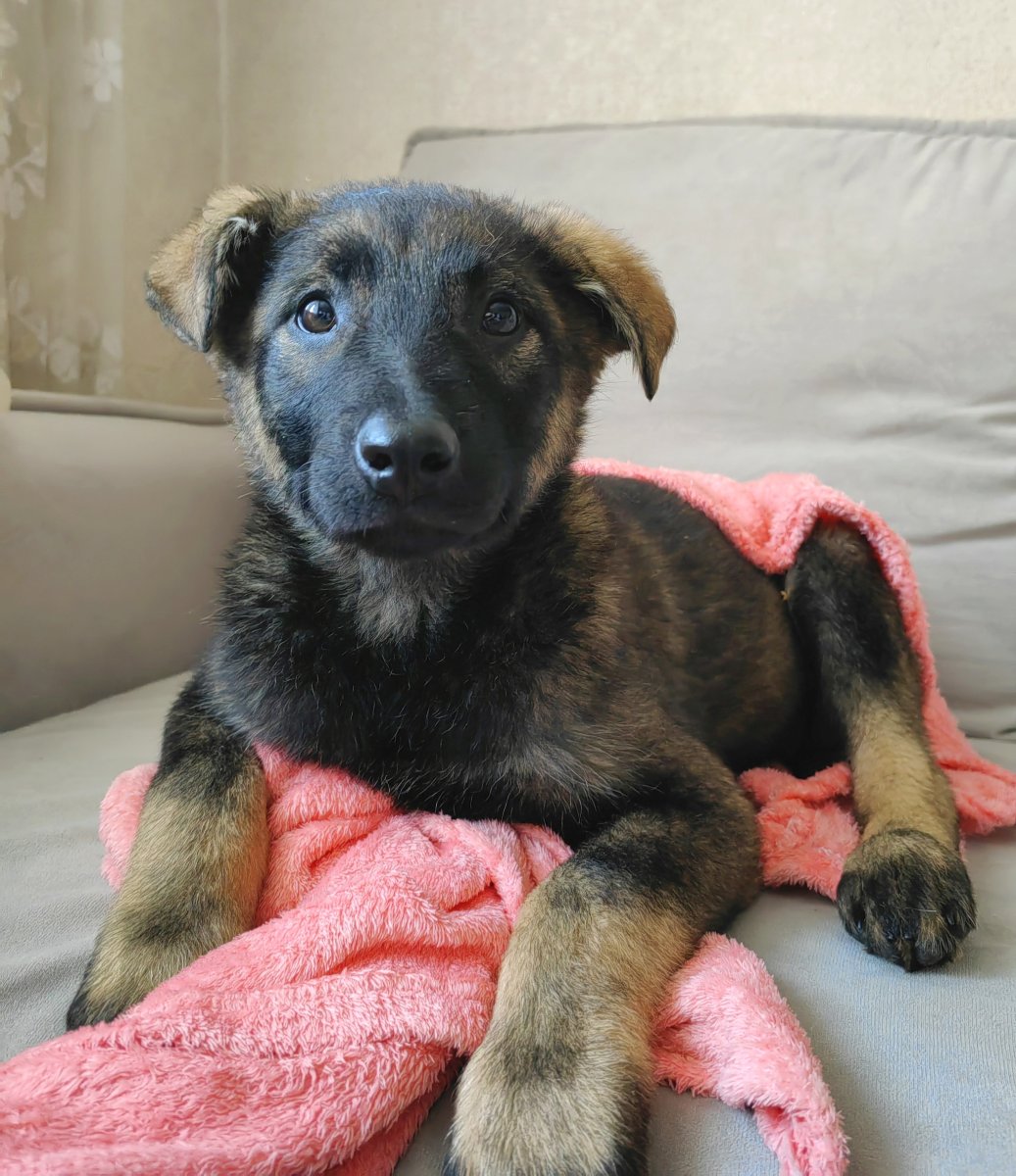 Щенок 3 месяца