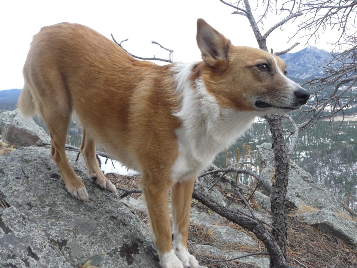 Каролинская овчарка