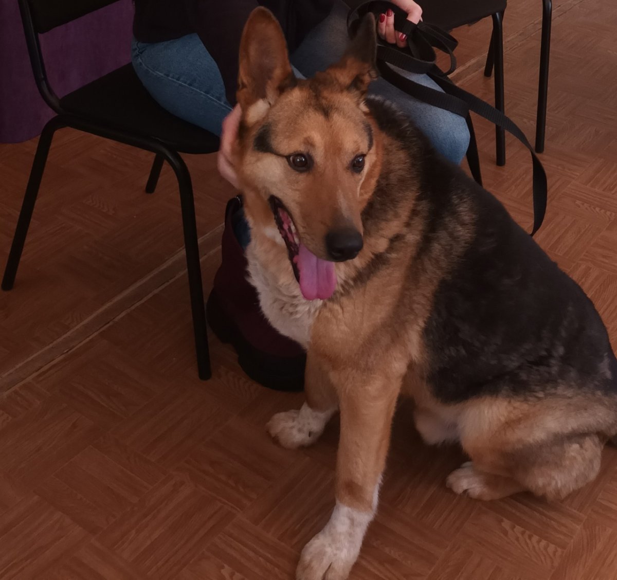 Новости про собаку сегодня