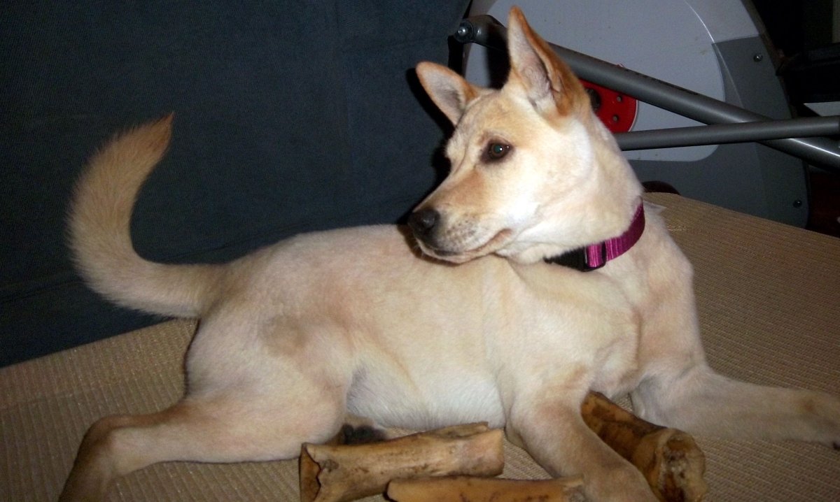 Собака Динго Каролинская