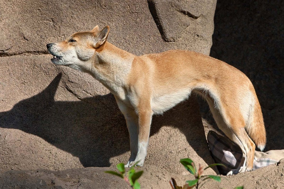Новогвинейская поющая собака новогвинейская поющая собака